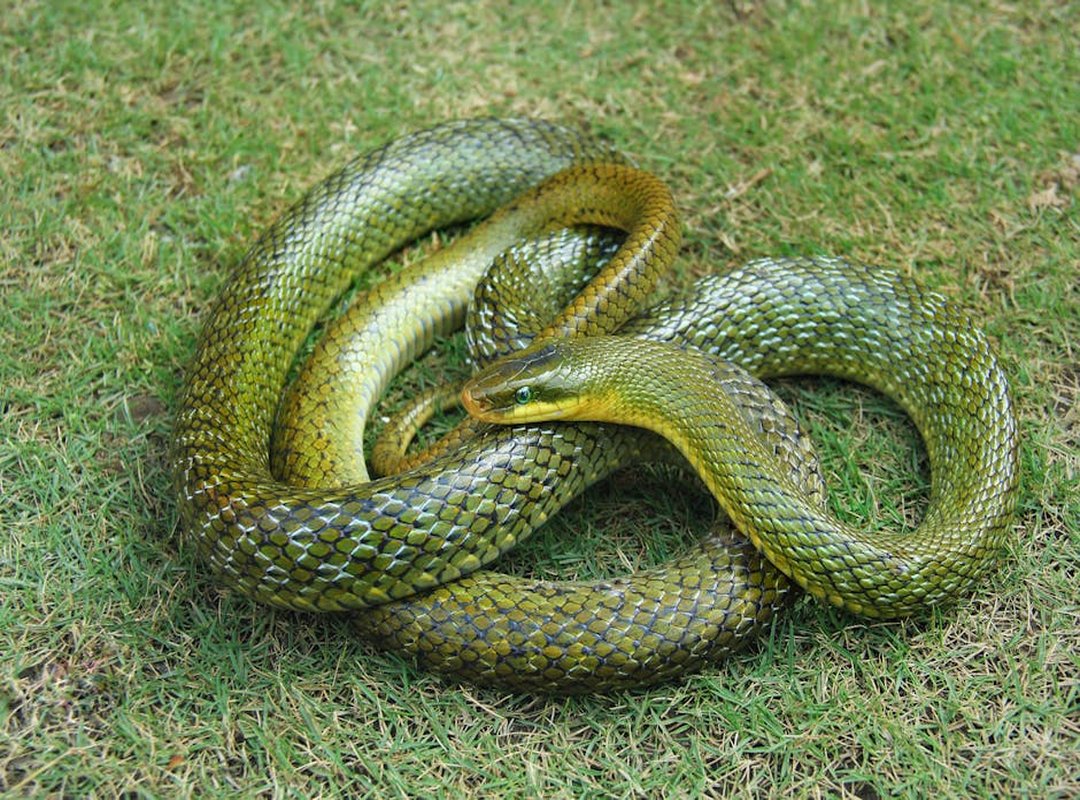 Career, Ambition, and Wealth for the Green Snake