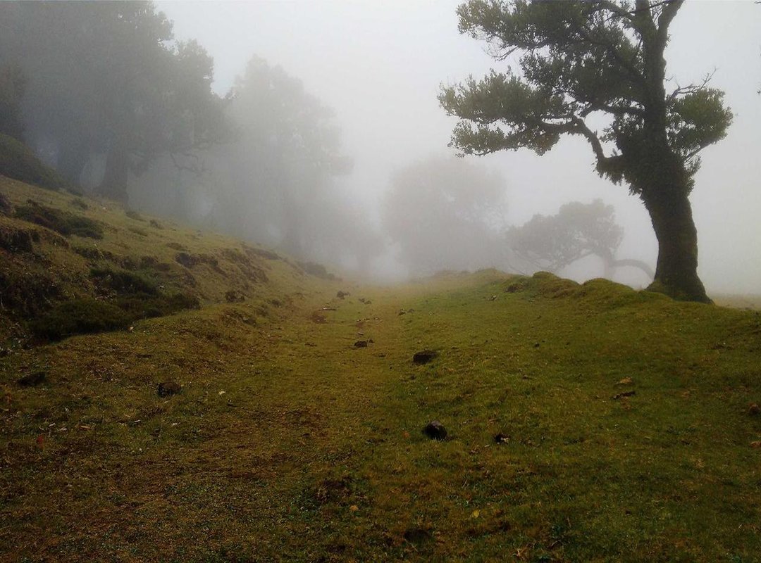 Young Paradise vs. The Competition (Evite, Paperless Post, Canva)